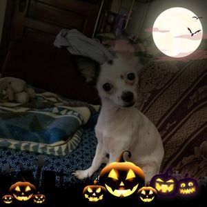 Meet your Posher, Robin